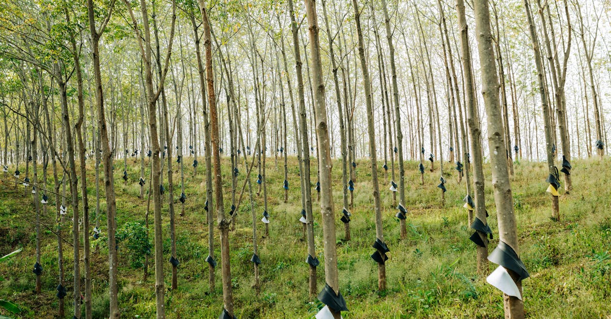 Rows of rubber trees in Kon Tum, Vietnam, showing tapped trunks ready for harvesting.